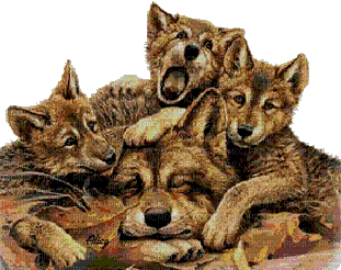 az loup wolf animaux animal - GIF animasi gratis