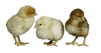 birds anastasia - Ilmainen animoitu GIF