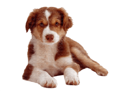 dog_chien - 免费PNG