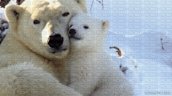 ursos - 免费动画 GIF