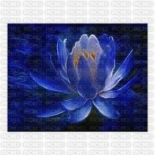 lotus bleu - kostenlos png