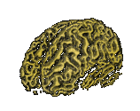 cerveau - Besplatni animirani GIF
