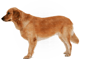 Kaz_Creations Dog Pup - png ฟรี