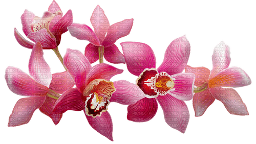 Orchidee - besplatni png