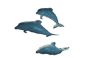 fish anastasia - 無料のアニメーション GIF