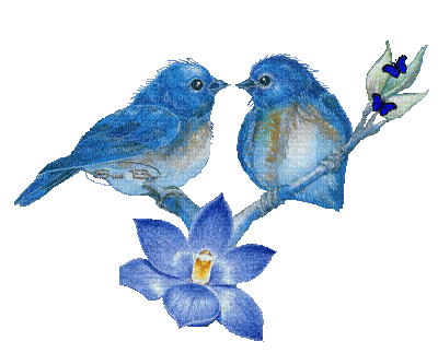 chantalmi oiseau bird blue bleu - Бесплатни анимирани ГИФ
