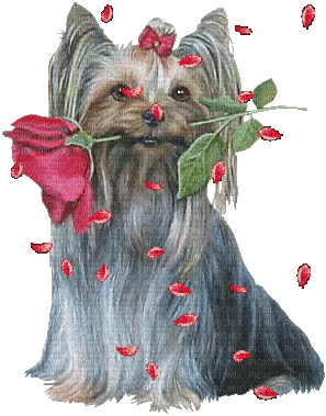 dog with flower bp - Gratis geanimeerde GIF