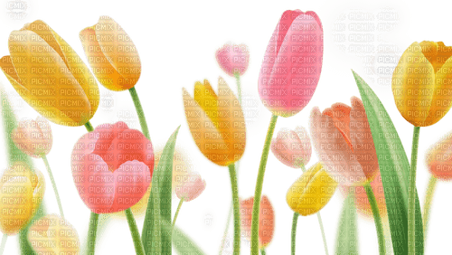 tulips  Bb2 - безплатен png