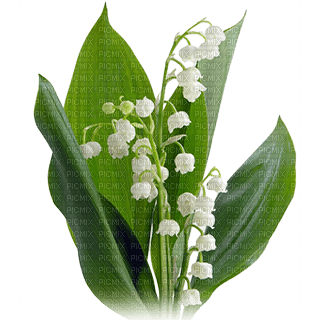 flowers lily of the valley bp - 無料png