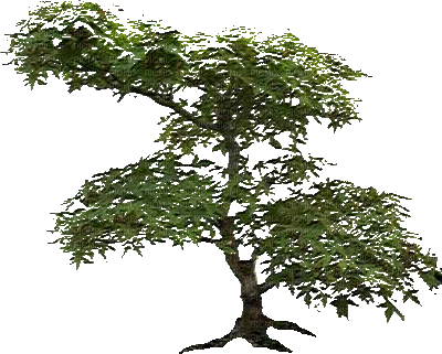 tree - GIF animé gratuit