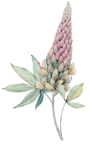 kikkapink lavender flower - zdarma png