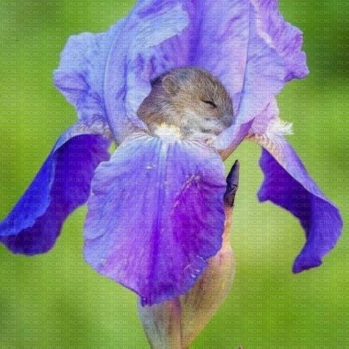 Sleeping Mouse - png grátis