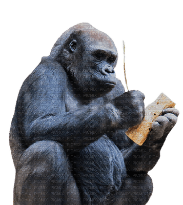 apina, monkey - PNG gratuit