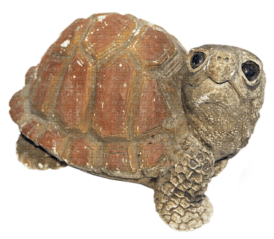 kilpikonna - zadarmo png
