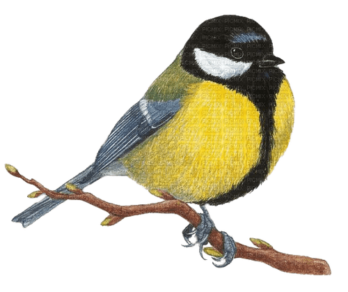 Vogel, Kohlmeise, Meise, Bird - PNG gratuit