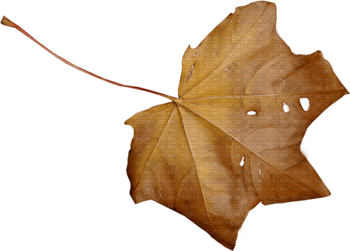 Herbst 5 - 免费PNG