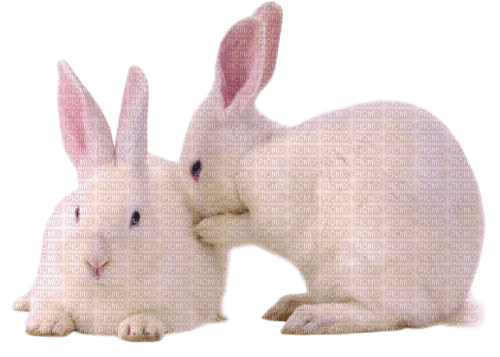 Bunnies.Rabbits.White - PNG gratuit