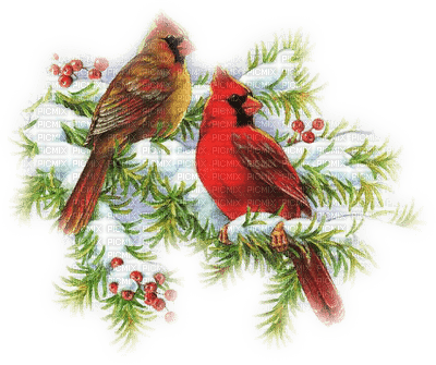 red bird - besplatni png