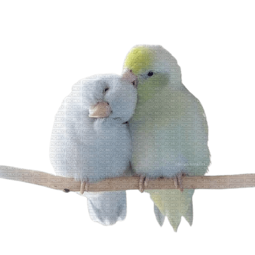 parrots 2 - фрее пнг