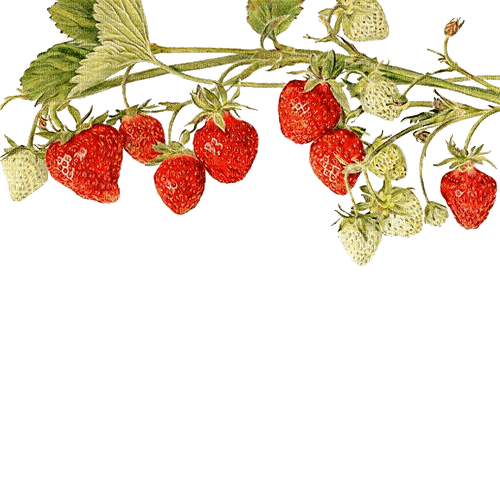 Erdbeeren - kostenlos png