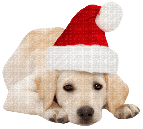 santa dog - безплатен png