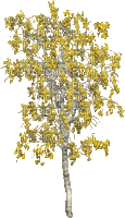 Осень-дерево. - 免费动画 GIF