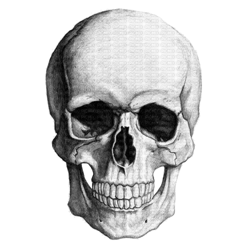 skull - Free PNG