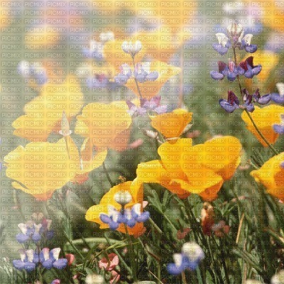Flower, Flowers, Background, Backgrounds, Yellow, Purple, Deco - Jitter.Bug.Girl - 無料png