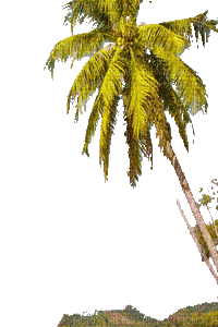 пальма - Ingyenes animált GIF