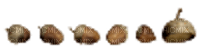 acorn - nemokama png