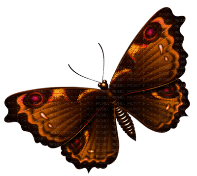 Kaz_Creations Deco Butterfly  Colours - gratis png