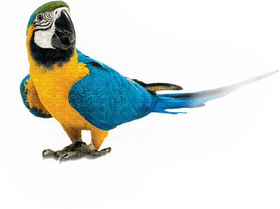 Kaz_Creations Birds Bird - Free PNG