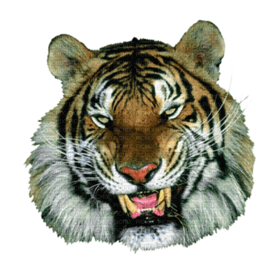 tigre - ingyenes png