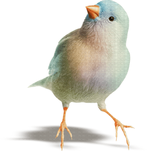 gala birds - бесплатно png