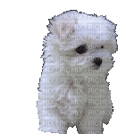 Собака - GIF animasi gratis