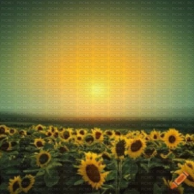 Sunflower Field with Green Sky - Free PNG