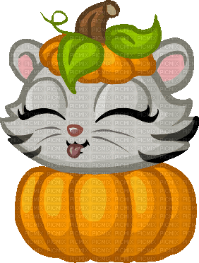Pumpkin Cat - Darmowy animowany GIF