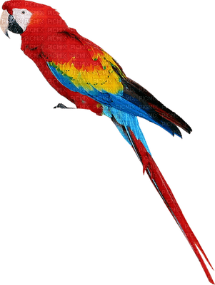 Parrot birds bp - ücretsiz png