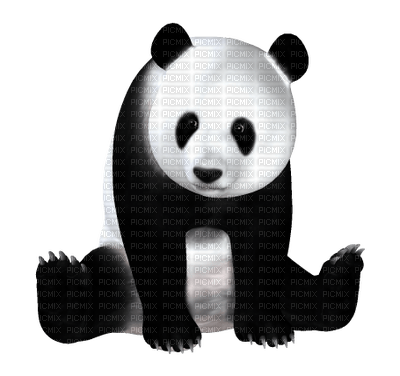 Kaz_Creations Panda Pandas - PNG gratuit