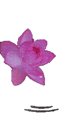 Цветок - Бесплатни анимирани ГИФ