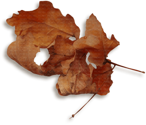 autumn leaf brown leaves deco kikkapink - 免费PNG