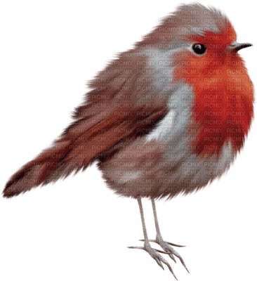 Kaz_Creations Birds Bird Red-Brown - zdarma png