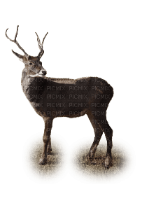 reindeer-ren-deco-animal - gratis png