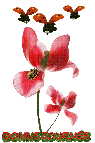 maj gif fleurs coccinelle - GIF animado gratis