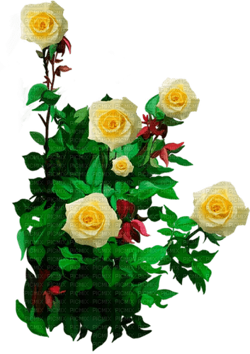 roses - ingyenes png