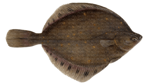flat fish - бесплатно png
