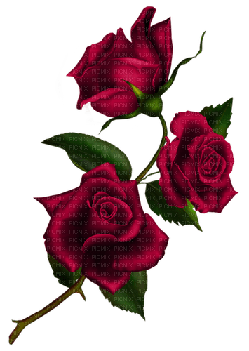 les roses - nemokama png