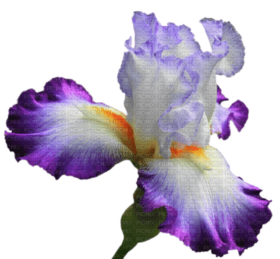Tournesol94 fleur - Free PNG