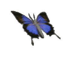 mariposa - Nemokamas animacinis gif