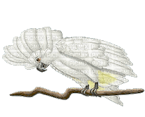 oiseau bird gif - Nemokamas animacinis gif